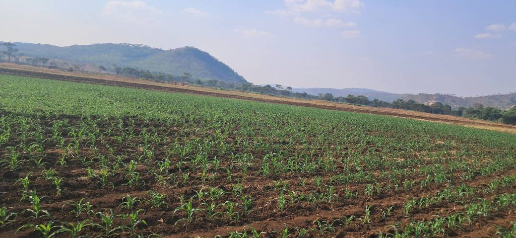 A farm in Mazowe irrigated using wateer from contaminated Mazowe river